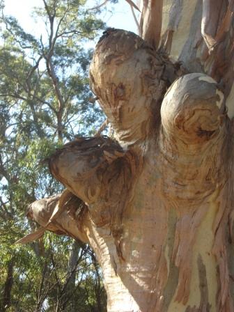 eucalypt branch stubs
