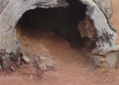 wombat cave