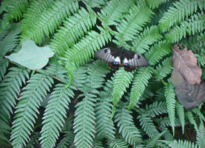 butterfly and leaves on tree fern