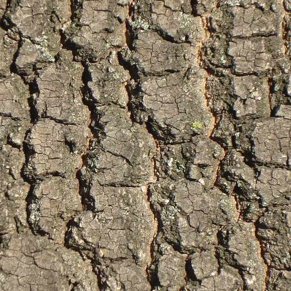 Cedar tree bark