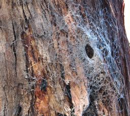 spider web on bark of tree