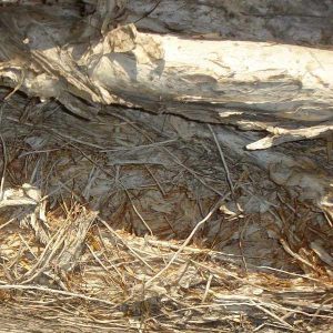Threadlike bark of Paperbark tree