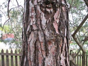 bark of tree