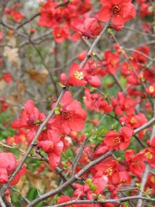 japonica blossom
