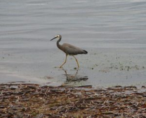 long legged bird in shallow water