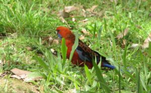 hanging rock bird in grass