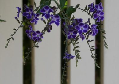 purple flowered creeper