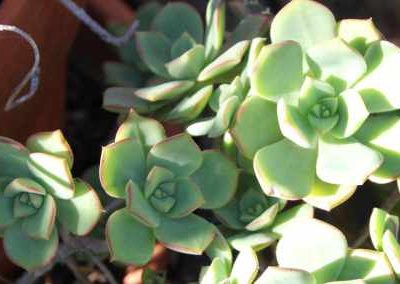 succulent with terracotta pot