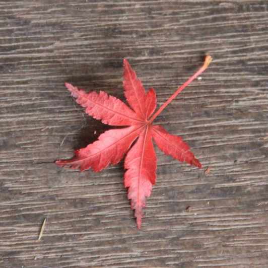 japanese maple leaf