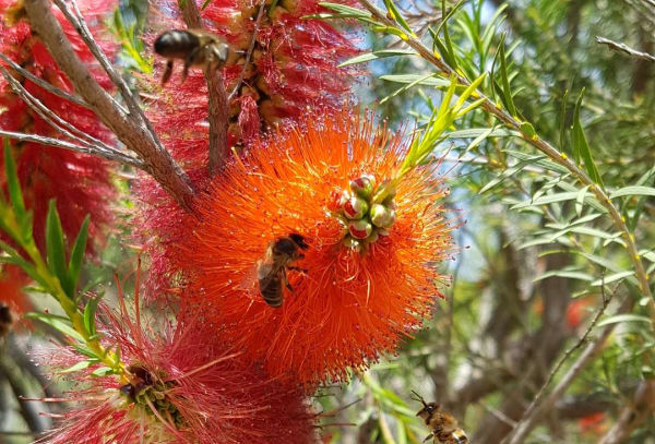 Callistemon flower with bees