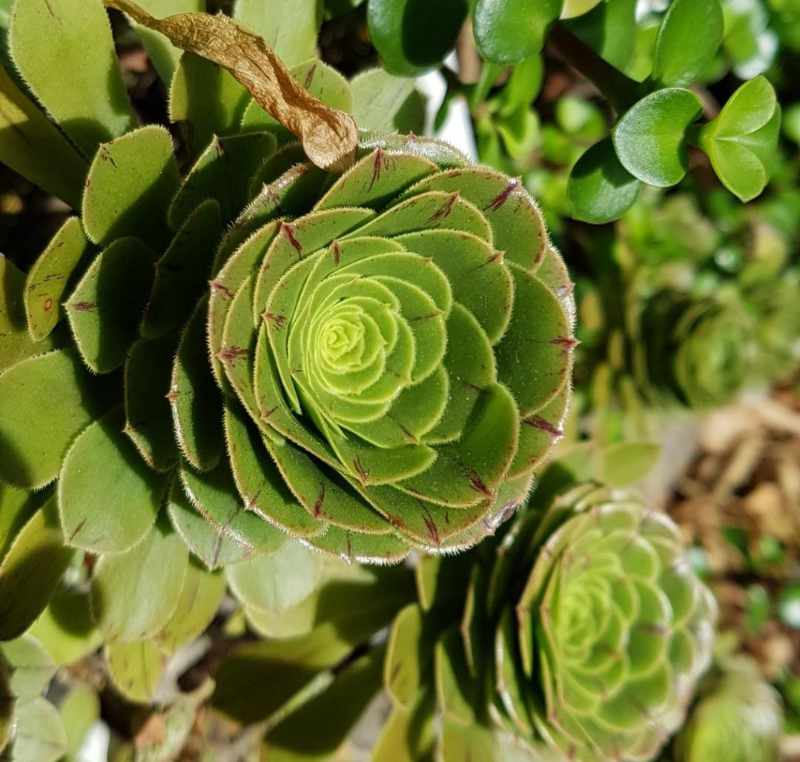 Mathmatical formation of succulent