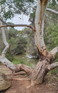 gnarly eucalypt tree