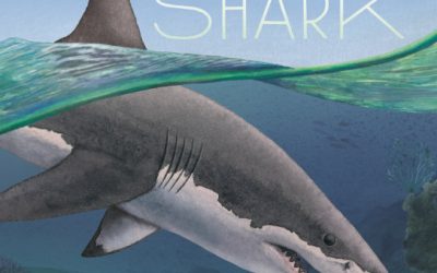 Great White Shark is in the house … ahem … ocean