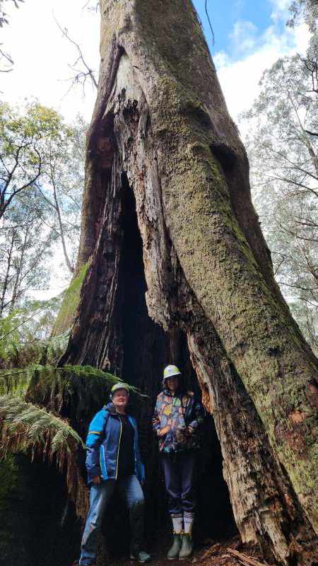 Old giant tree with book illustrator Jess and author Claire Saxby