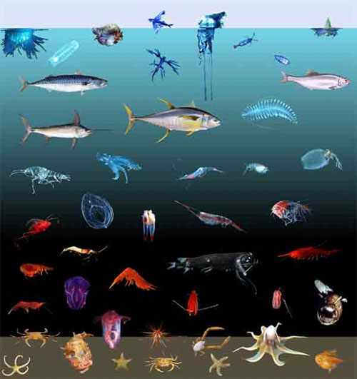sea creatures below the sea