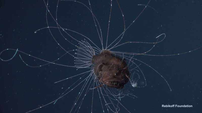 deep sea angler fish